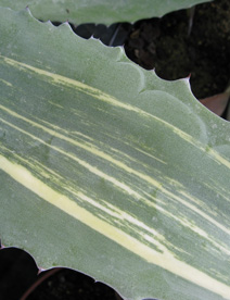 Palmaris Agave americana striata