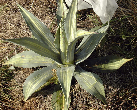 Palmaris Agave americana striata