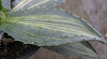 Palmaris Agave americana striata