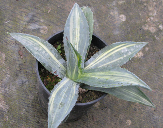 Palmaris Agave americana striata