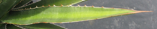 Pépinière Palmaris Agave angustiarum