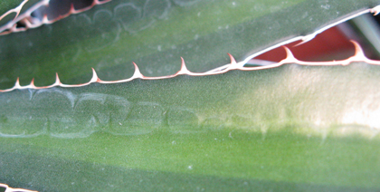 Pépinière Palmaris Agave angustiarum