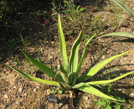 Pépinière Palmaris Agave angustiarum Navarro