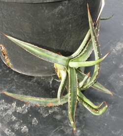 Pépinière Palmaris Agave angustiarum