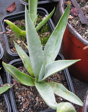 Palmaris Agave angustifolia vivipara