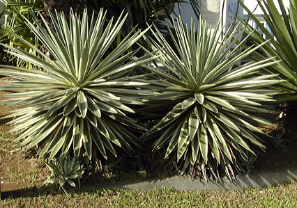 Palmaris Agave angustifolia marginata