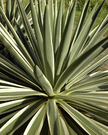 Palmaris Agave angustifolia marginata