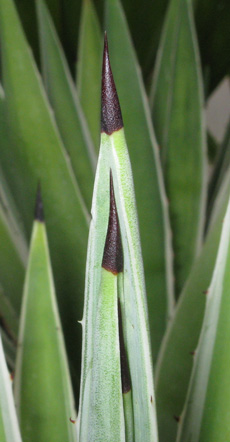 Palmaris Agave angustifolia marginata