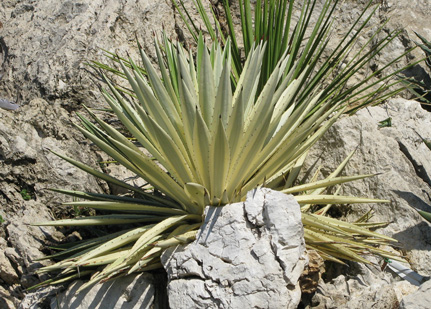 Palmaris Agave angustifolia marginata opale Monaco