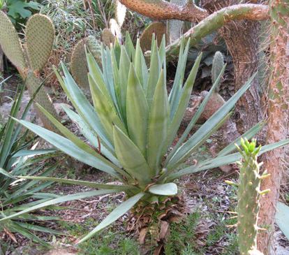 Palmaris Agave angustifolia vivipara