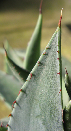 Palmaris Agave applanata