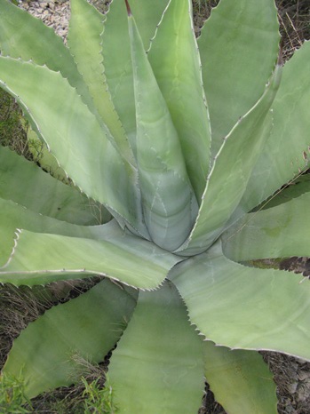 Palmaris Agave applanata Foncaude