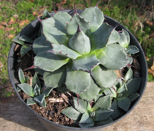 Palmaris Agave applanata compacta