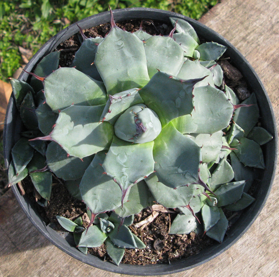 Palmaris Agave applanata compacta