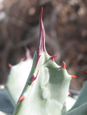 Palmaris Agave applanata compacta