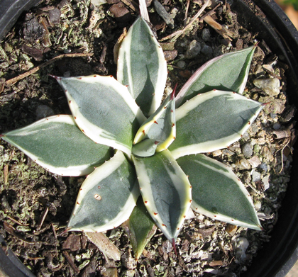 Palmaris Agave applanata compacta marginata