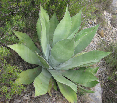 Palmaris Agave applanata Foncaude