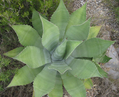 Palmaris Agave applanata Foncaude