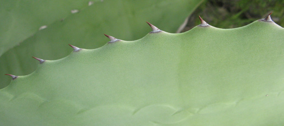 Palmaris Agave applanata