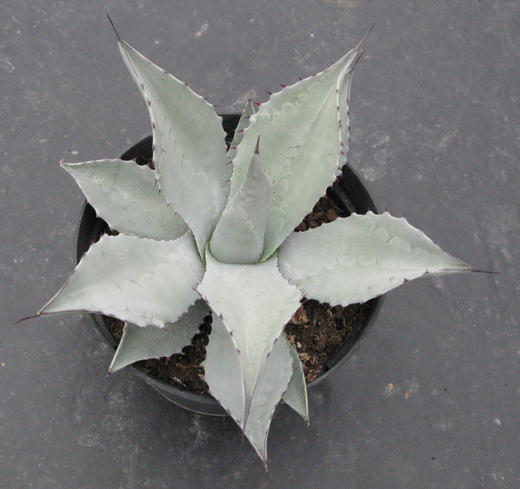 Pépinière Palmaris Agave asperrima X salmiana crassispina