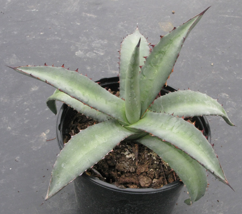 Pépinière Palmaris Agave asperrima X lechuguilla