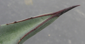 Pépinière Palmaris Agave asperrima X lechuguilla