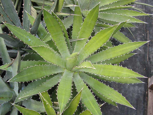 Pépinière Palmaris Agave asperrima X lophantha