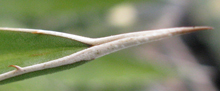 Pépinière Palmaris Agave asperrima X lophantha