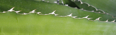 Pépinière Palmaris Agave asperrima X lophantha