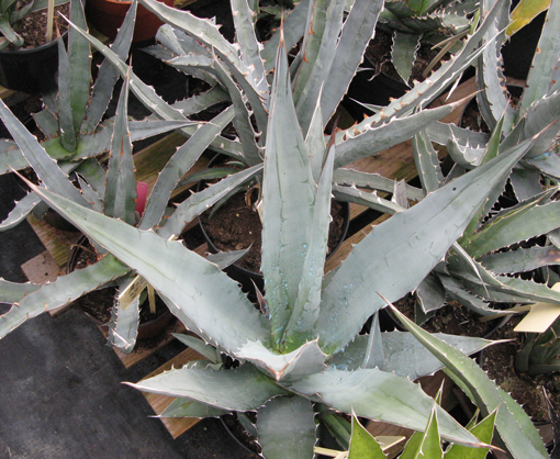 Pépinière Palmaris Agave asperrima X marmorata