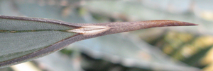 Pépinière Palmaris Agave asperrima X marmorata