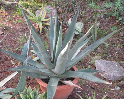 Pépinière Palmaris Agave X "Sharskin shoes" Navarro