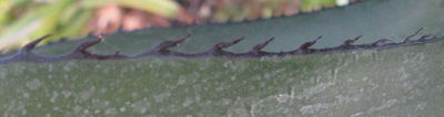 Pépinière Palmaris Agave X "Sharskin shoes" Navarro