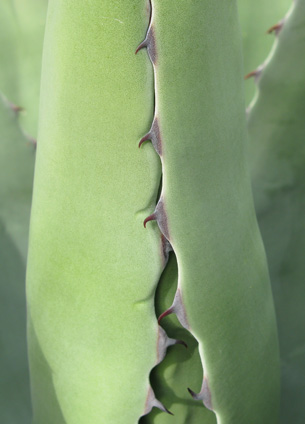 Palmaris Agave atrovirens mirabilis