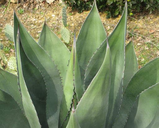 Palmaris Agave atrovirens mirabilis Cactuseraie