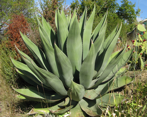 Palmaris Agave atrovirens mirabilis