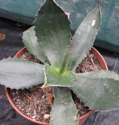 Palmaris Agave atrovirens