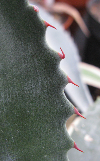 Palmaris Agave atrovirens