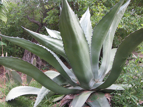 Pépinière Palmaris Agave atrovirens Bandol