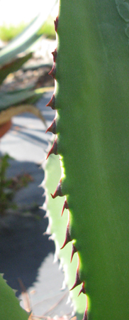 Pépinière Palmaris Agave atrovirens