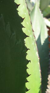 Pépinière Palmaris Agave atrovirens