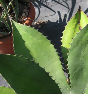 Pépinière Palmaris Agave atrovirens