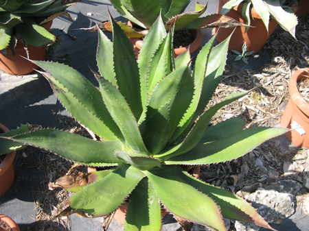 Pépinière Palmaris Agave atrovirens Van der Meer