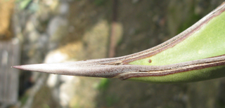 Pépinière Palmaris Agave atrovirens