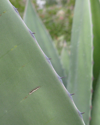 Palmaris Agave atrovirens mirabilis