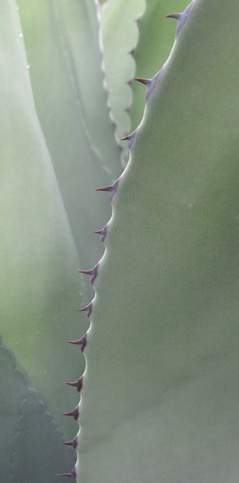 Palmaris Agave atrovirens mirabilis