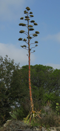 Palmaris Agave atrovirens mirabilis Cactuseraie