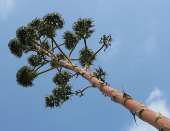 Palmaris Agave atrovirens mirabilis