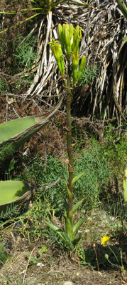 Palmaris Agave atrovirens mirabilis