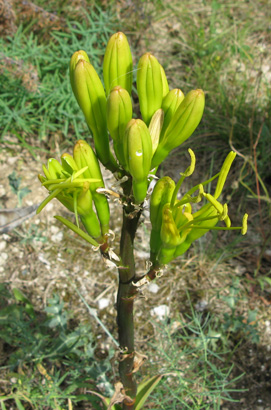 Palmaris Agave atrovirens mirabilis